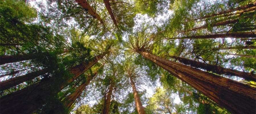 Stop by Muir Woods when you cruise to San Francisco 