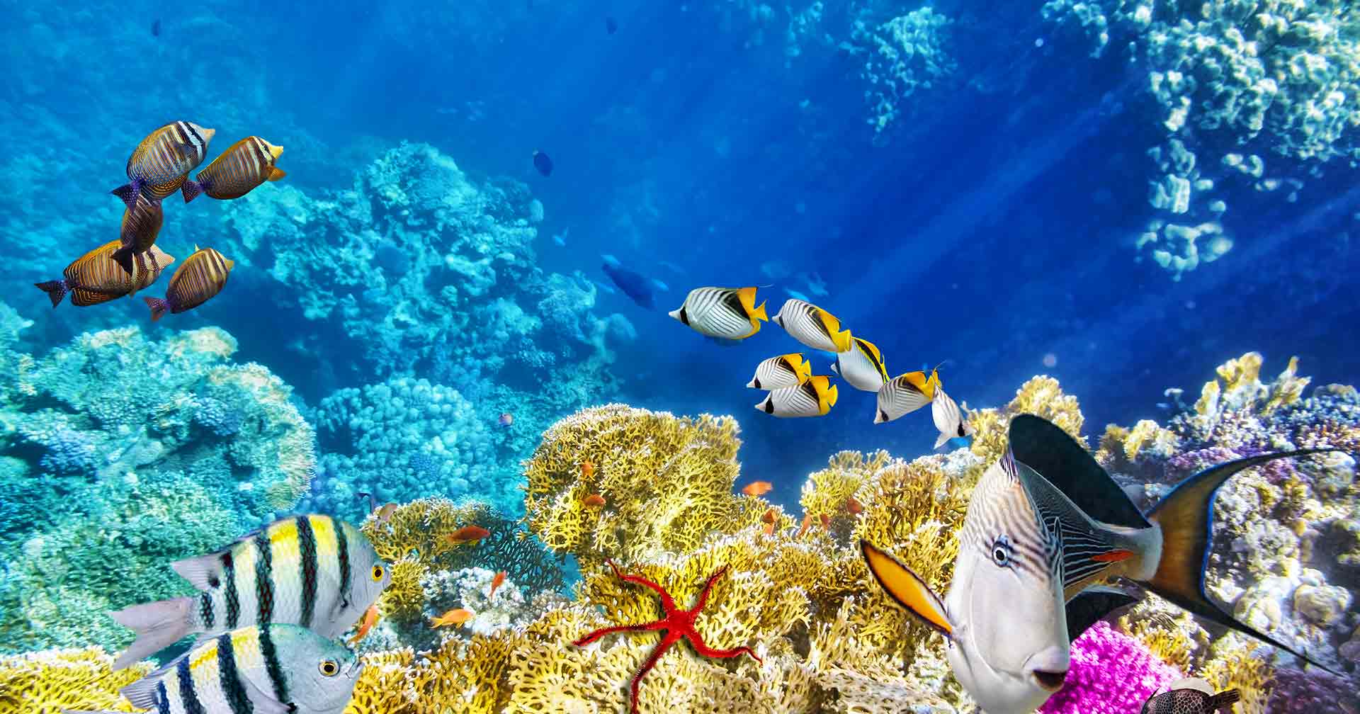 Descubrimiento submarino en el Aqua Scope