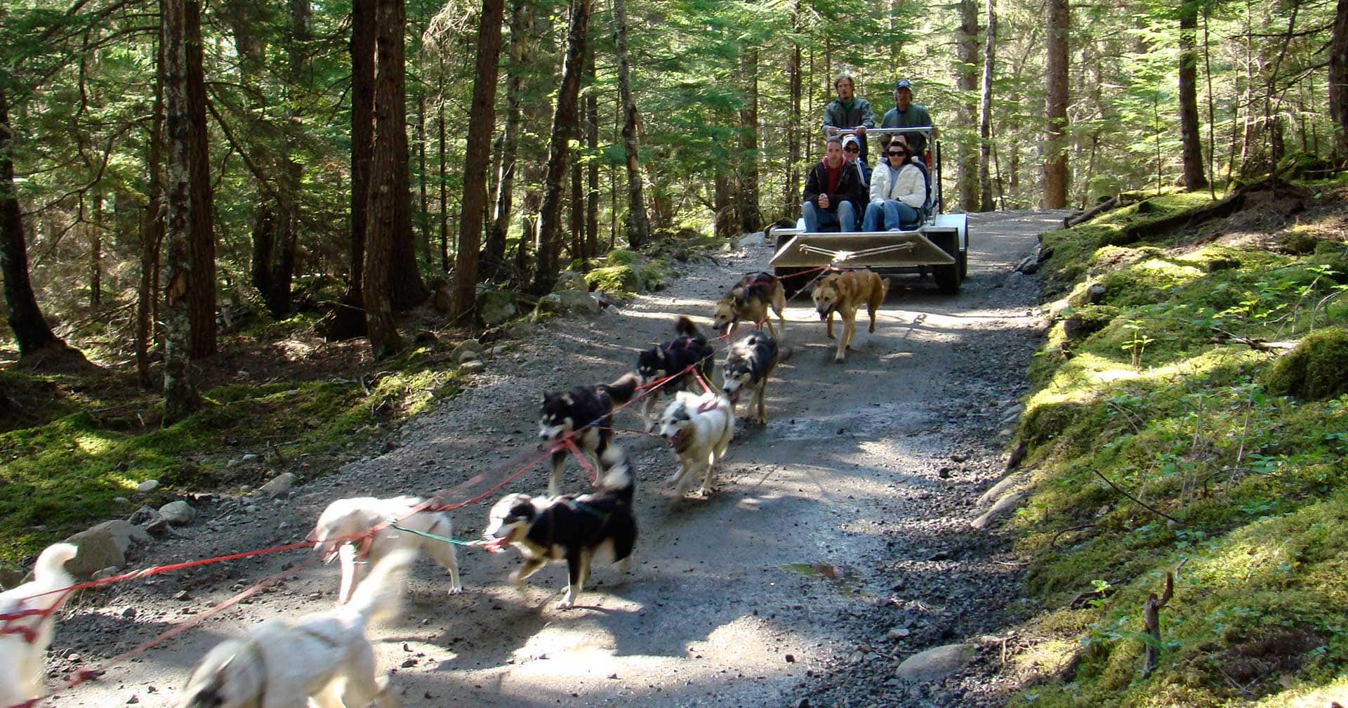 Skagway, Alaska Musher's Camp & Sled Dog Discovery Excursion