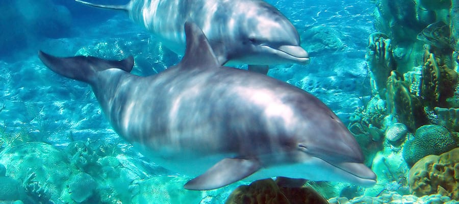 Dolphins in Sihanoukville Cruises