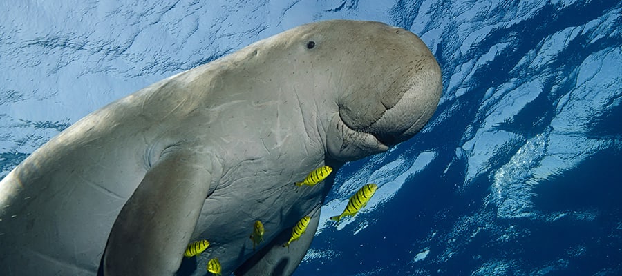 Vedi dugonghi durante la tua crociera a Sihanoukville