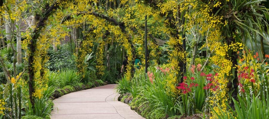 Nationaler Orchideengarten auf Ihrer Singapur-Kreuzfahrt