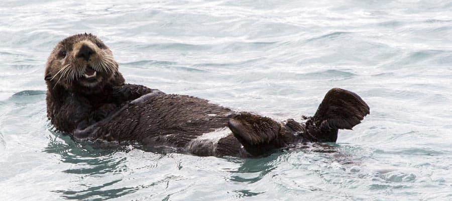 Wildlife in Seward on your Alaska cruise