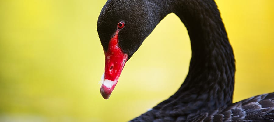 Black swan on a Tauranga Cruises