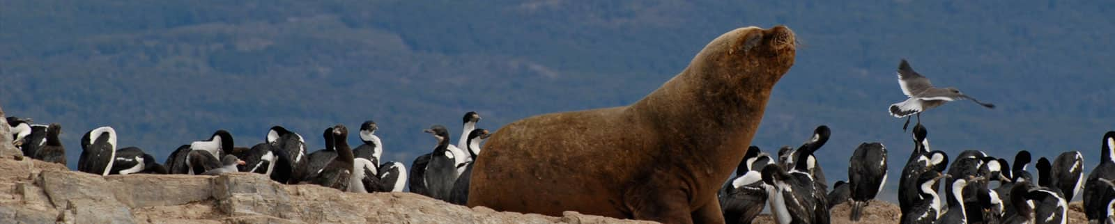 ushuaia argentina cruise