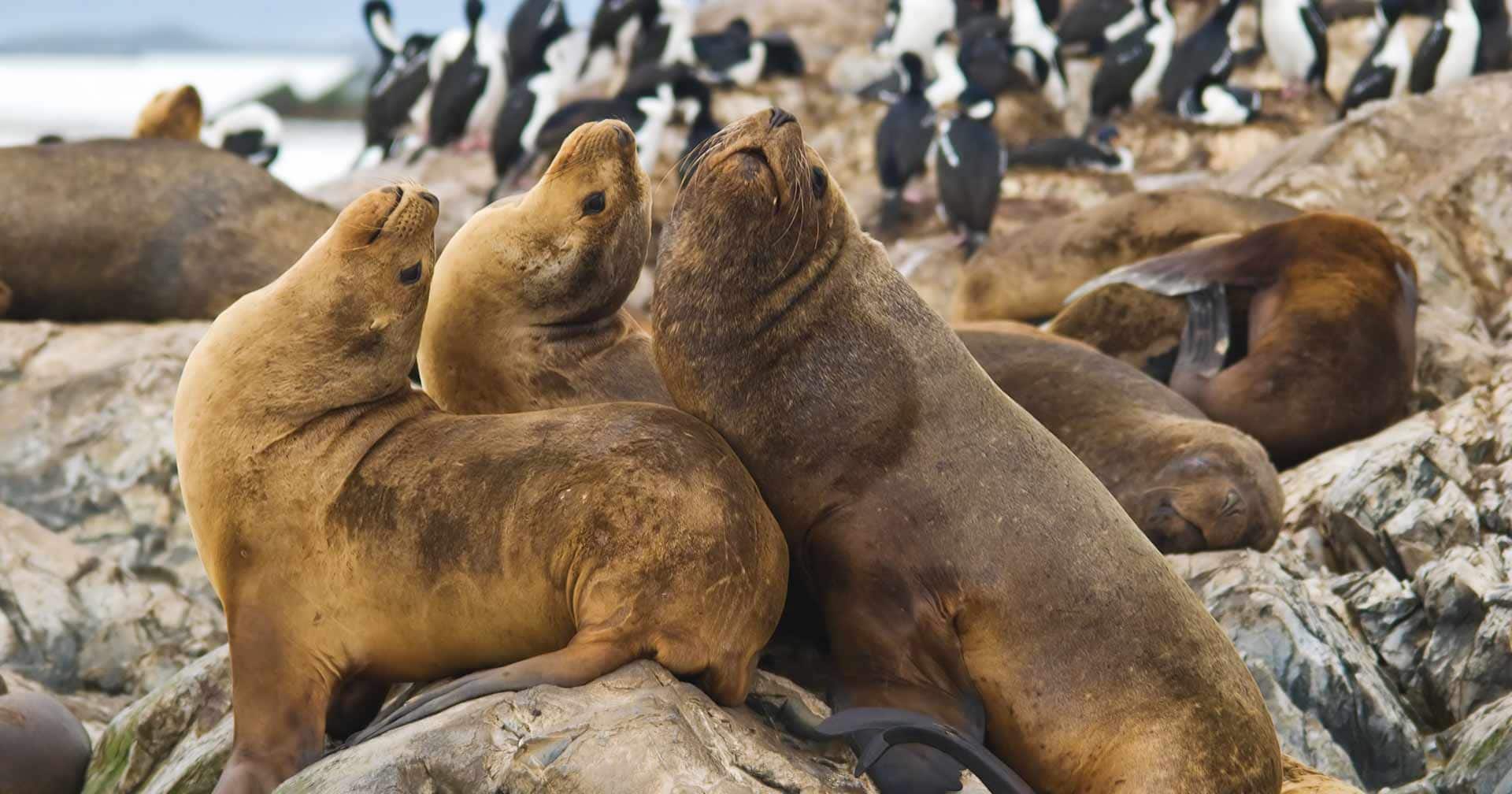 Wildlife Cruise & Tierra del Fuego National Park 