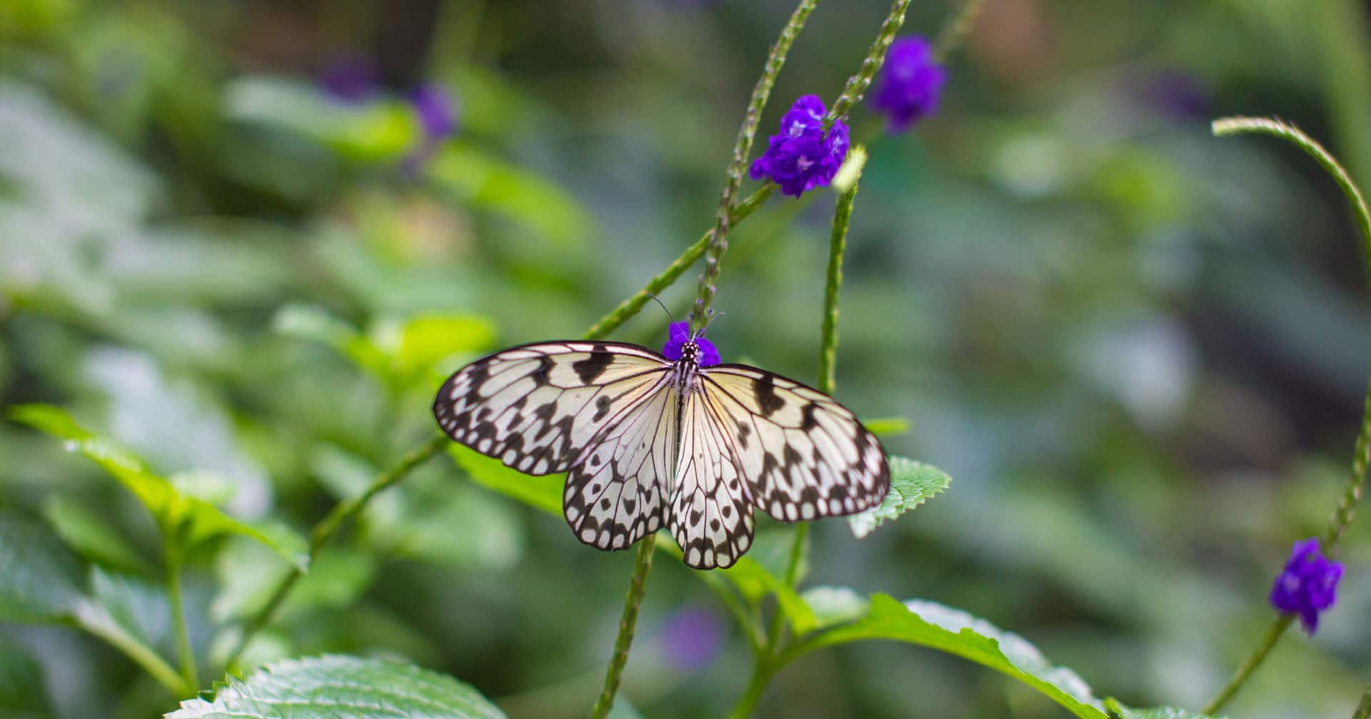 VICTORIA BUTTERFLY GARDENS