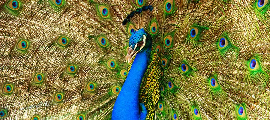 Stunning Peacock on a Wellington Cruise