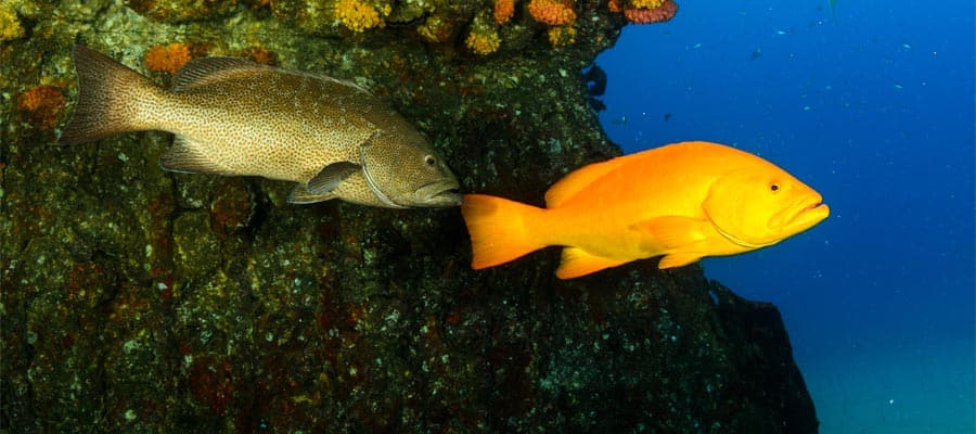 Dive below for colorful fish