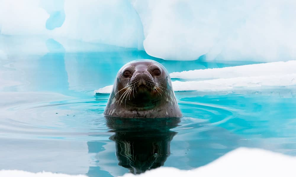 Tierwelt in der Antarktis