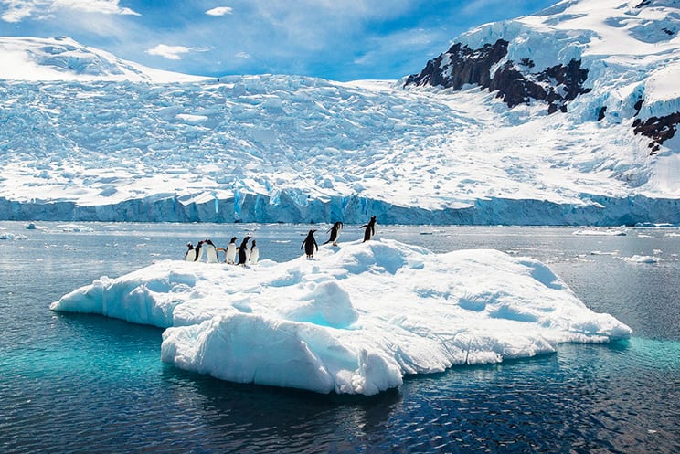 南極の青く美しい氷河やユニークな野生動物を観察