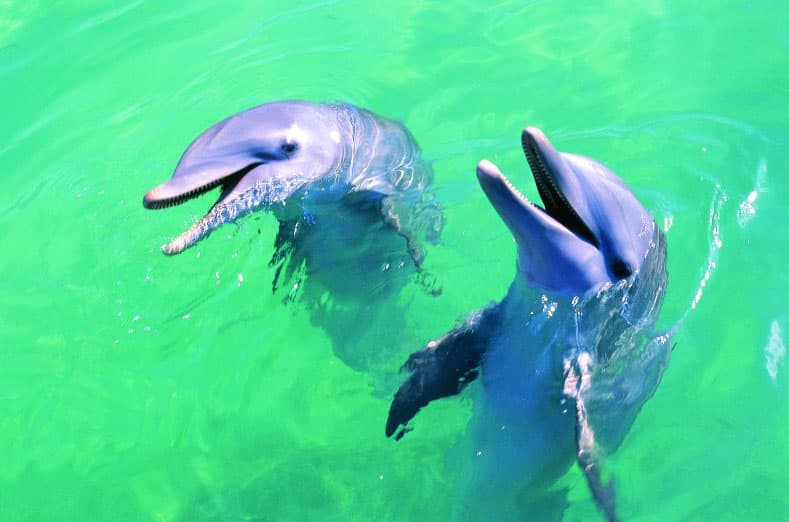 Nada con los delfines