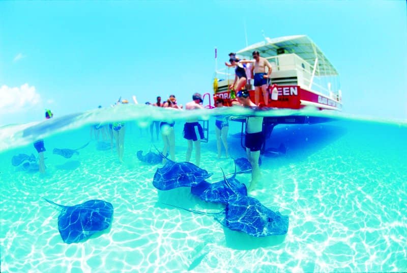 Stingrays in Cayman Islands