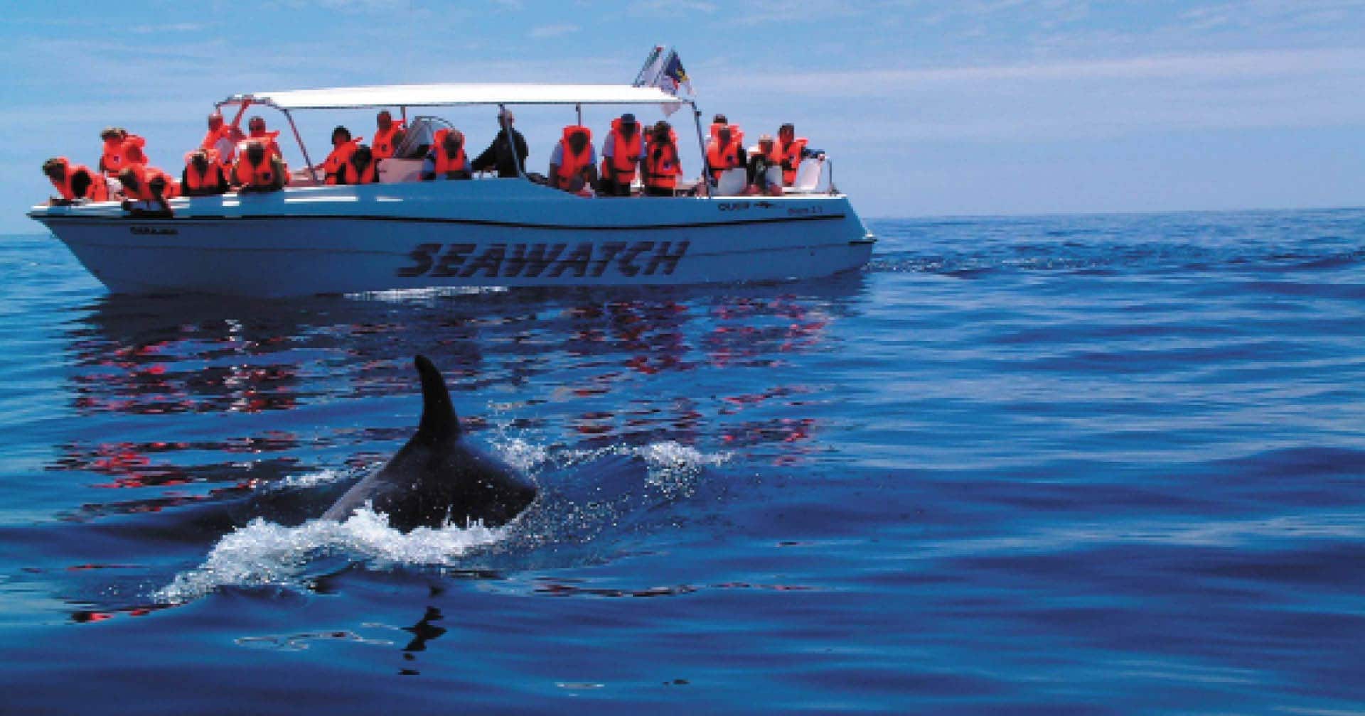 Ponta Delgada, Azores Dolphin Safari Excursion | Norwegian Cruise Line