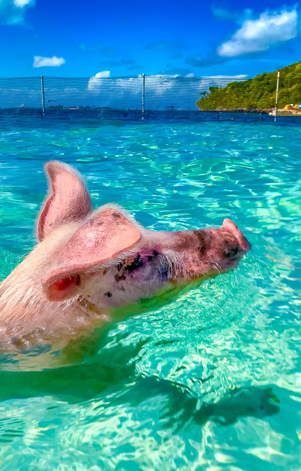 Porcos nadadores das Bahamas
