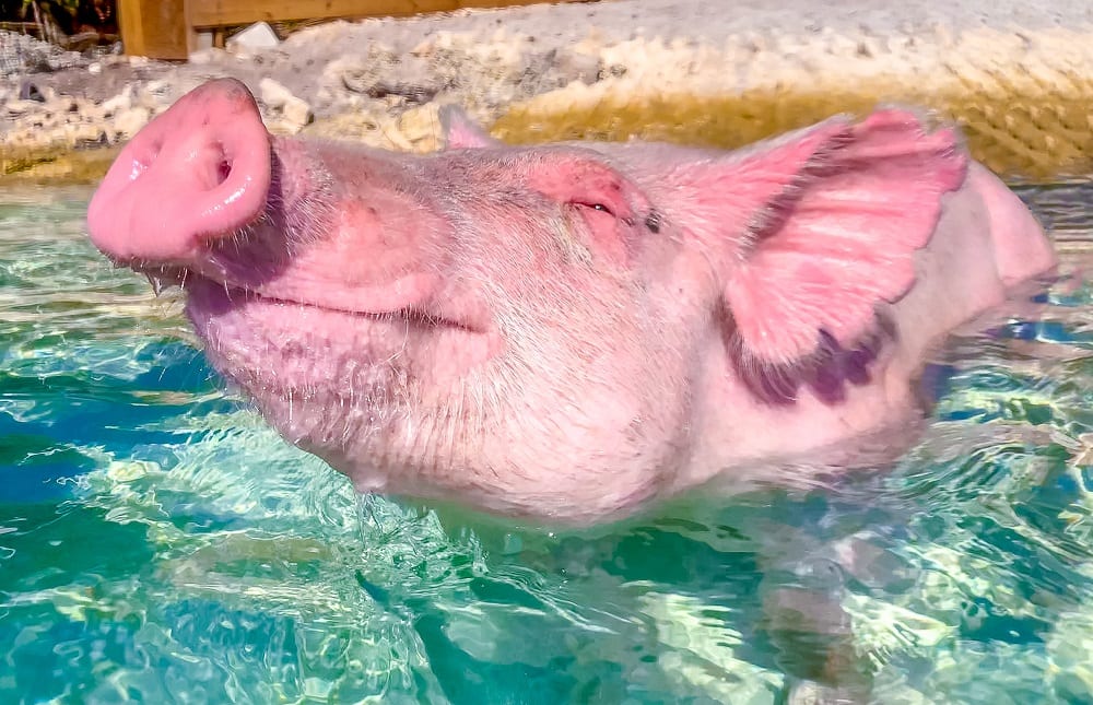 Les cochons nageurs des Bahamas