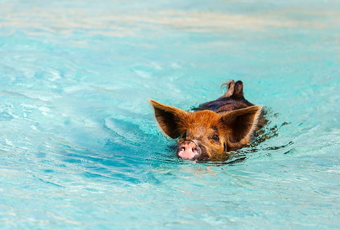Landausflug: Schwimmen mit Schweinen