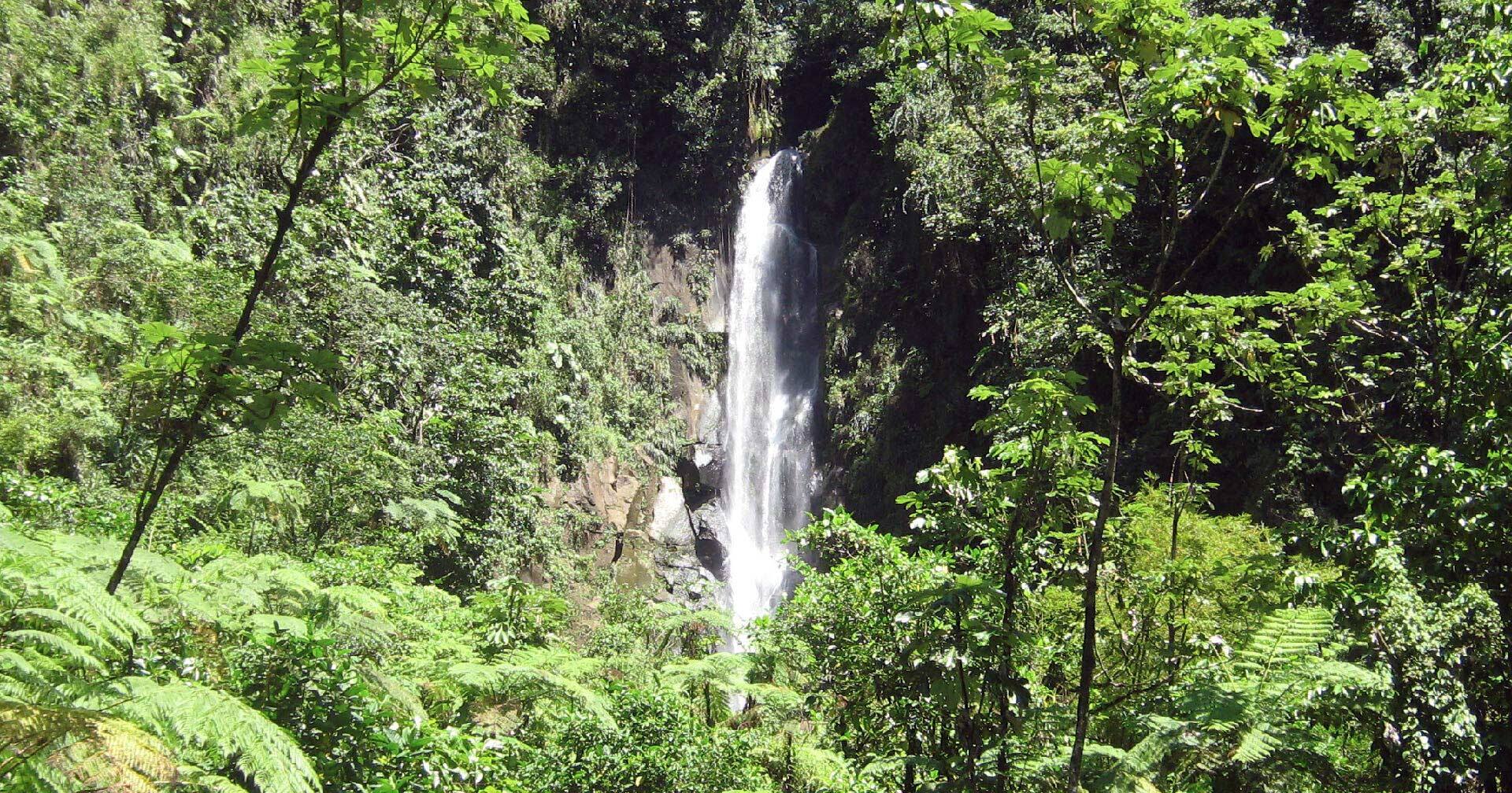 Roseau, Dominica Dominica Favorites Excursion Norwegian Cruise Line