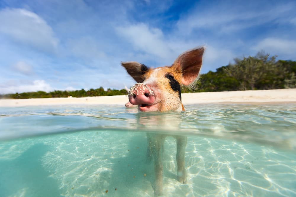 Schwimmen Sie mit den Schweinen, wenn Sie eine Kreuzfahrt nach Great Stirrup Cay machen