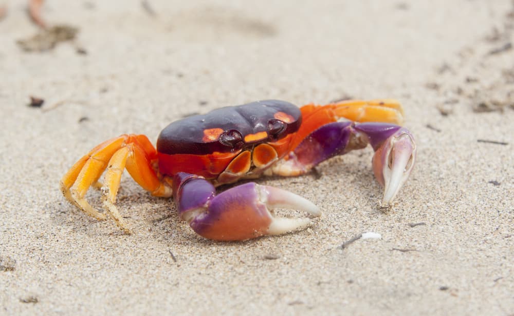 See Nature Up Close in Cooper's Island Nature Reserve