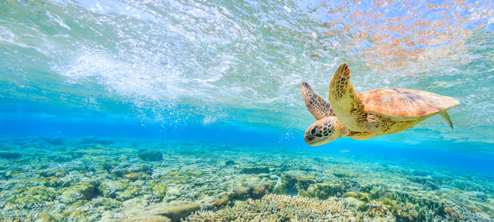 549545044 A turtle diving back to the reef in a shallow lagoon on Lady Elliot Island