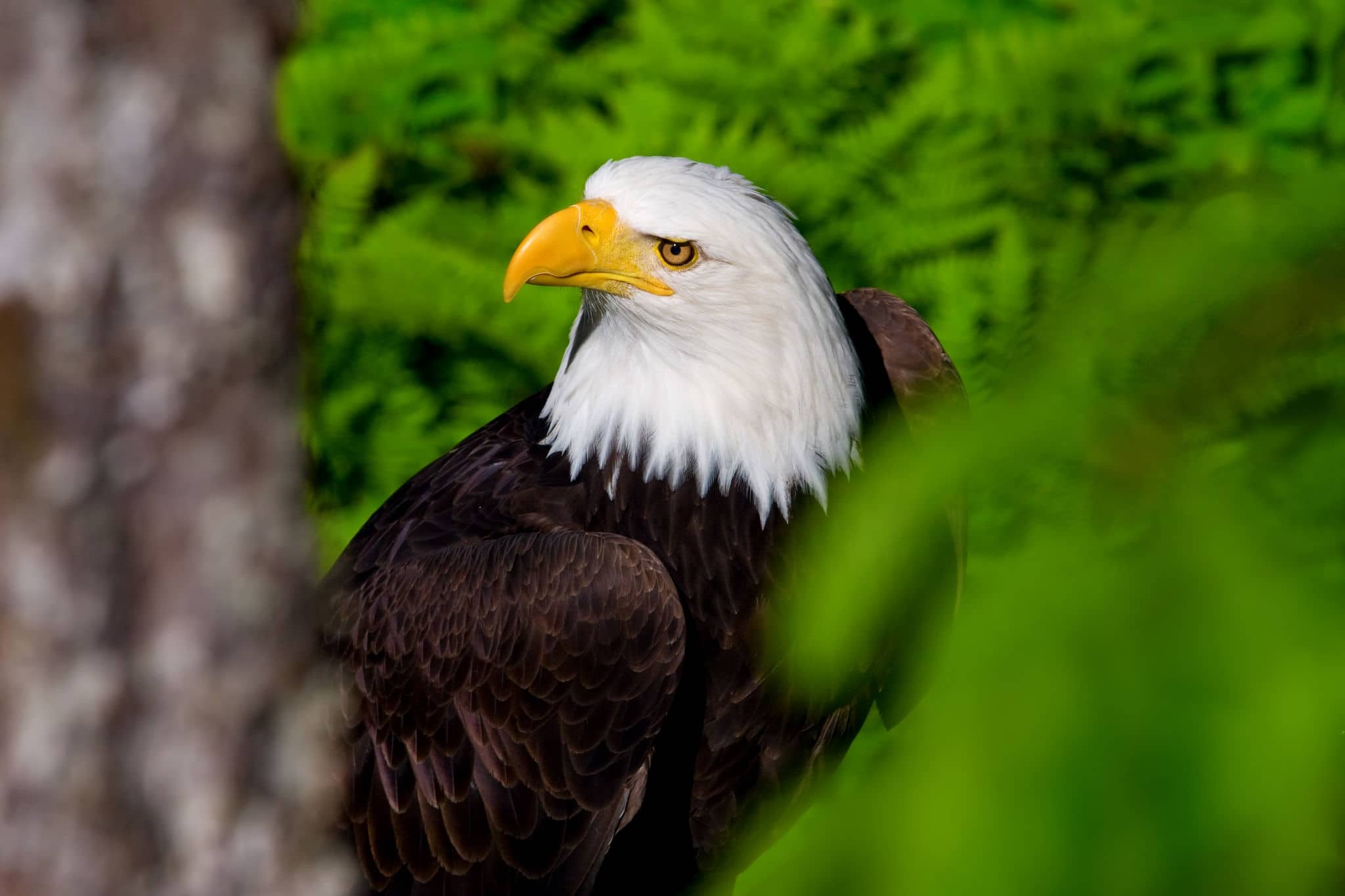 NCL-SITKA-CRUISE-EAGLE North American bald eagle in Alaska