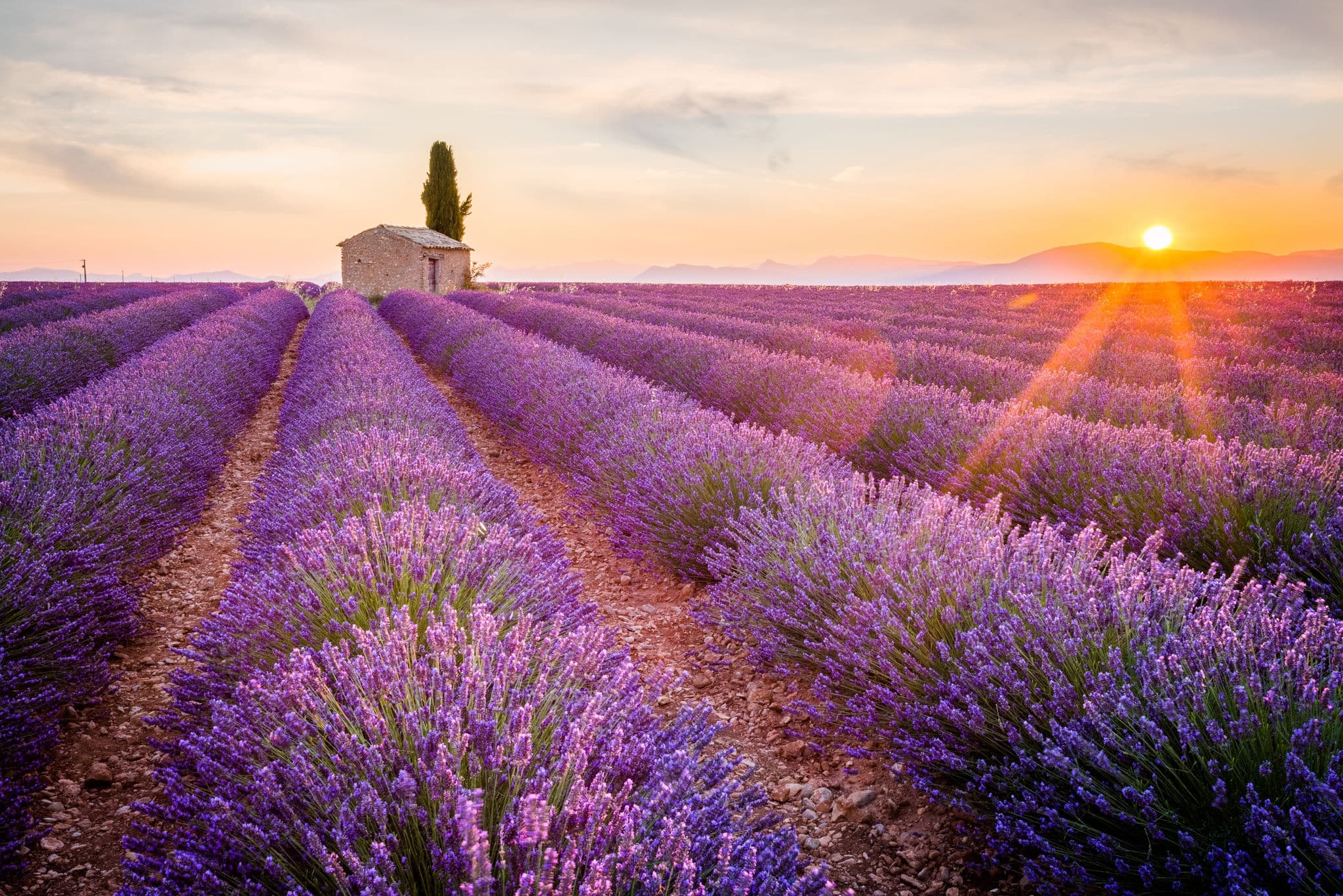 NCL-France-Provence-Marseille-Cruise-FamousFor-Lavender-Fields.jpg Provence, Lavender field at sunset, Valensole Plateau