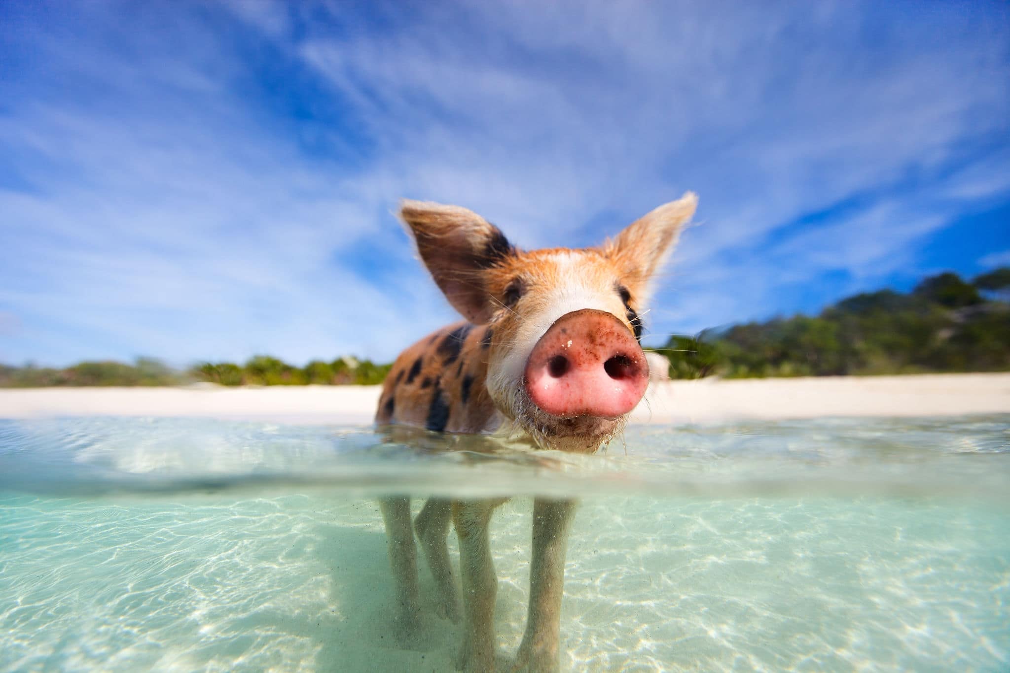 NCL-Grand-Bahama-Island-Cruise-Pig Little piglet in a water at beach on Exuma Bahamas