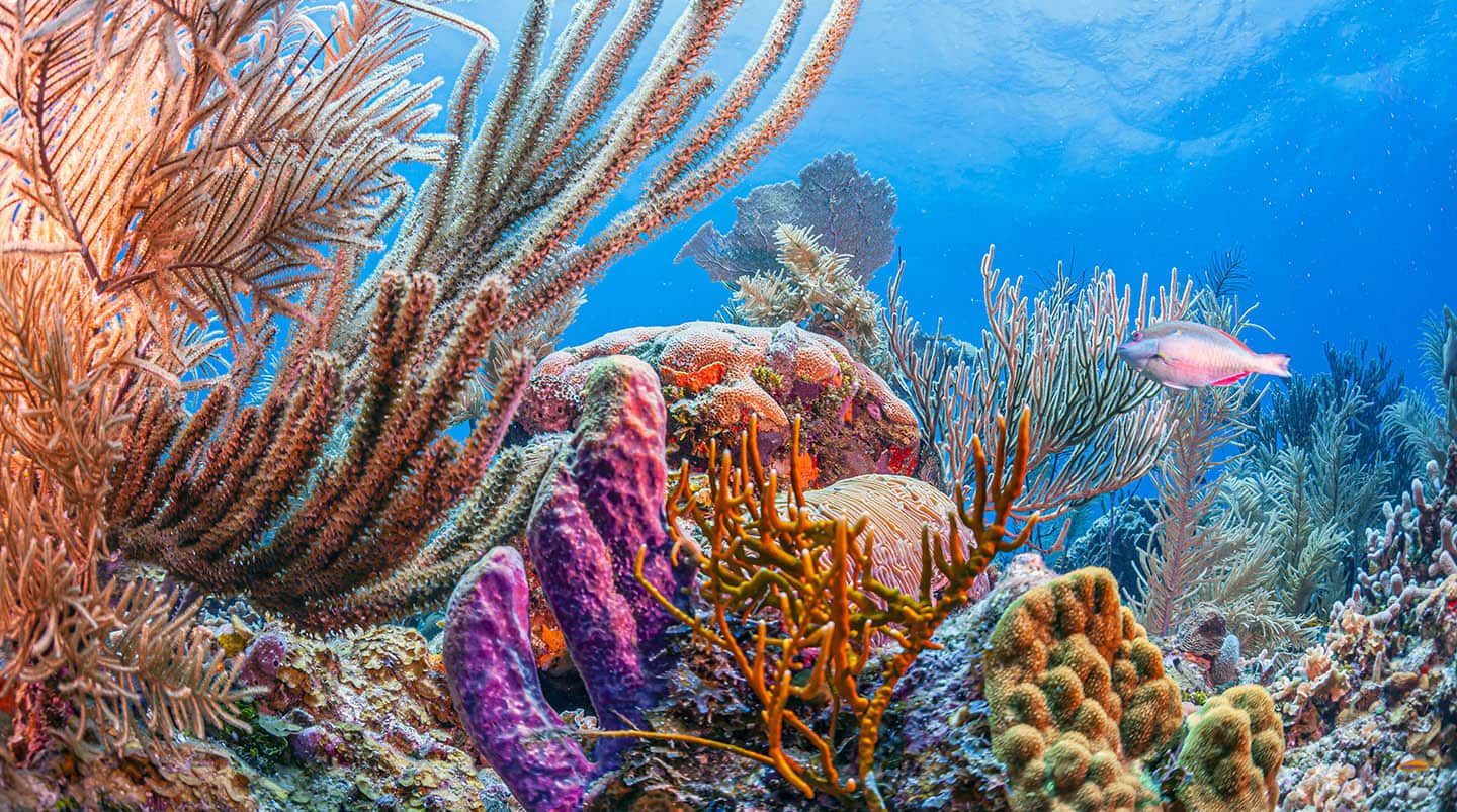 2140300809 Caribbean coral reef off the coast of the island of Roatan, Honduras